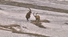 Capra ibex