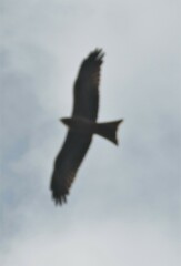 Milvus migrans parasitus