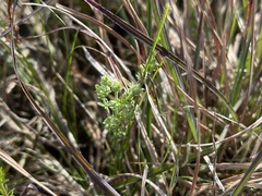 Asperula conferta