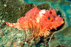 Scorpaena jacksoniensis