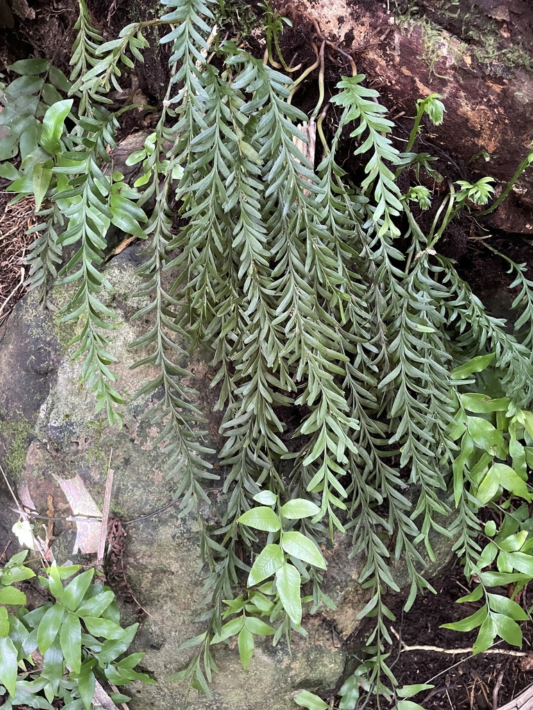 Tmesipteris eucampta