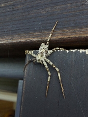 Philodromus margaritatus