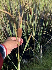 Typha incana