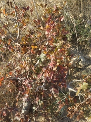 Pistacia atlantica mutica