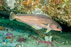 Lotella rhacina