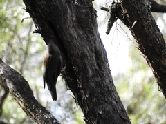 Cormobates leucophaea