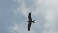 Milvus migrans parasitus