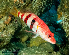 Hypoplectrodes nigroruber