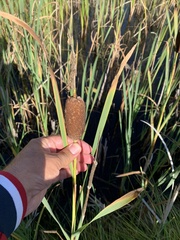 Typha incana