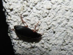 Harpalus rufipes