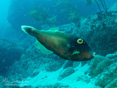 Eubalichthys bucephalus