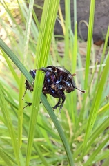 Anoplotrupes stercorosus