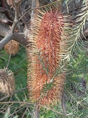Banksia ericifolia