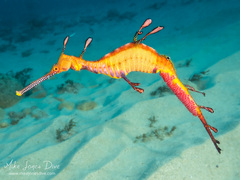 Phyllopteryx taeniolatus