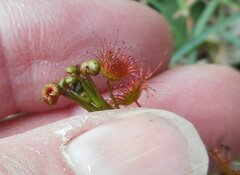 Drosera auriculata