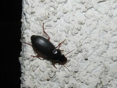 Harpalus rufipes