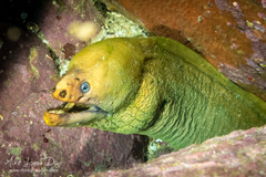 Gymnothorax prasinus