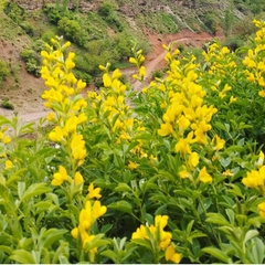 Thermopsis alterniflora