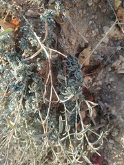 Convolvulus lineatus