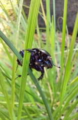 Anoplotrupes stercorosus