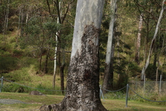 Corymbia tessellaris