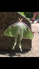 Actias luna