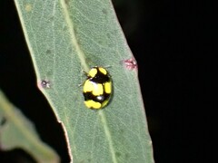 Illeis galbula