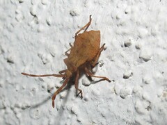Coreus marginatus