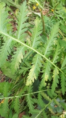 Paraperonospora tanaceti