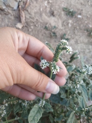 Heliotropium europaeum