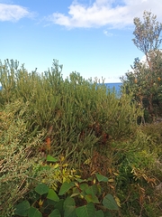 Banksia ericifolia