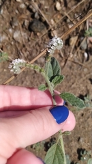 Heliotropium europaeum