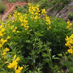 Thermopsis alterniflora