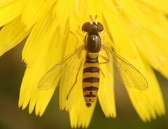 Sphaerophoria macrogaster