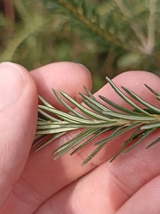 Banksia ericifolia