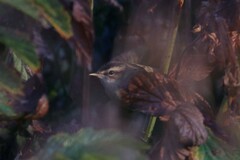 Acrocephalus schoenobaenus