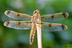 Libellula semifasciata