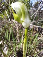 Pterostylis curta