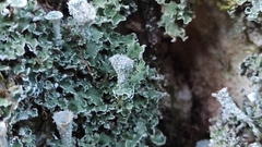 Cladonia pyxidata