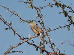 Cisticola chiniana