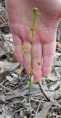 Drosera auriculata