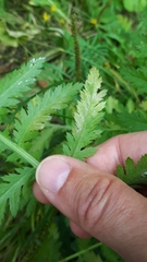 Paraperonospora tanaceti
