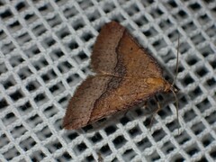 Anachloris subochraria