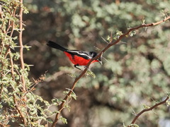 Laniarius atrococcineus