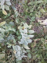 Marrubium peregrinum