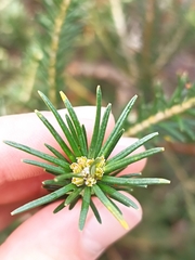 Banksia ericifolia