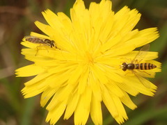 Sphaerophoria macrogaster