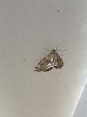 Cataclysta lemnata