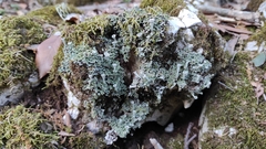 Cladonia pyxidata