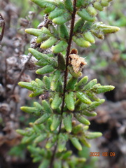 Cheilanthes distans